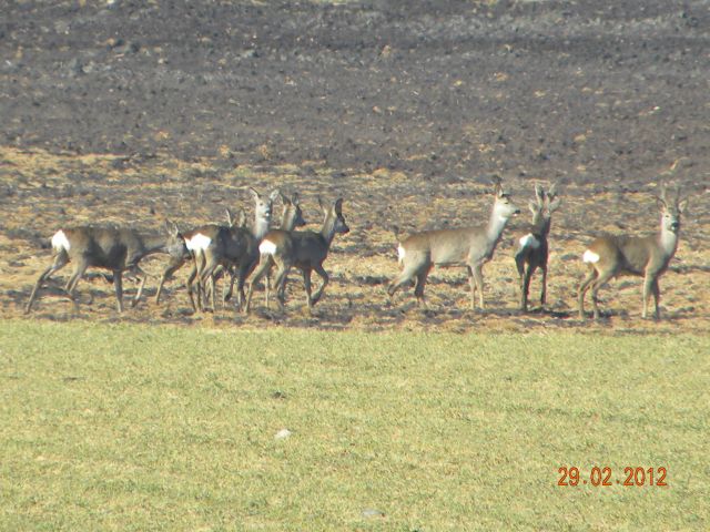 Luty 2012 306.jpg