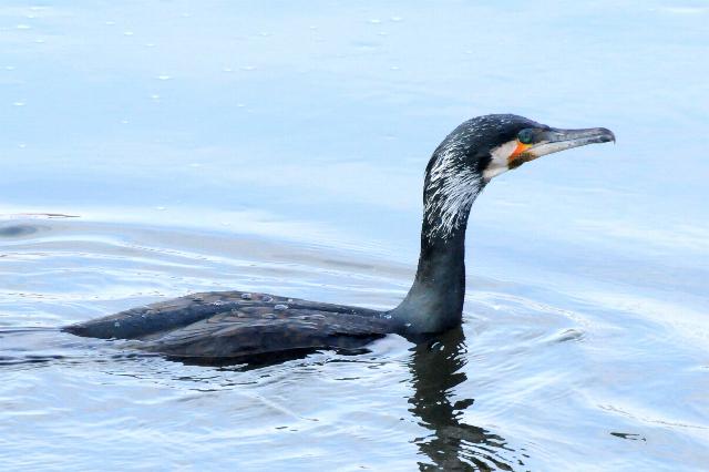 kormoran.jpg