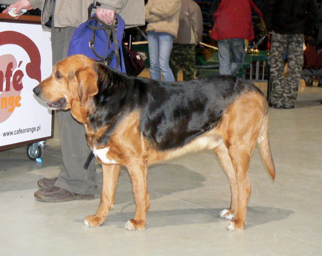 Kmita Zw Rasy Rzeszów 2008.jpg