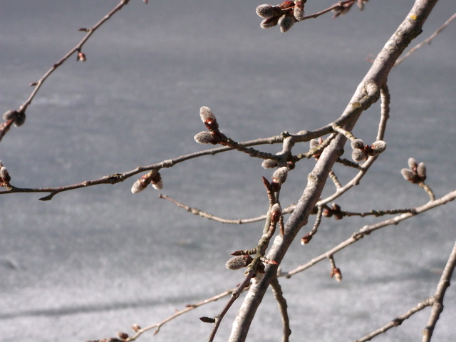 DSCF9232.JPG