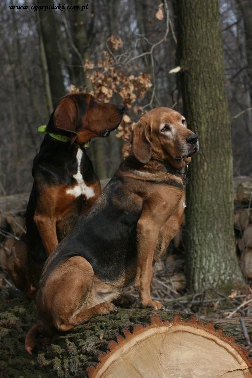Duet II