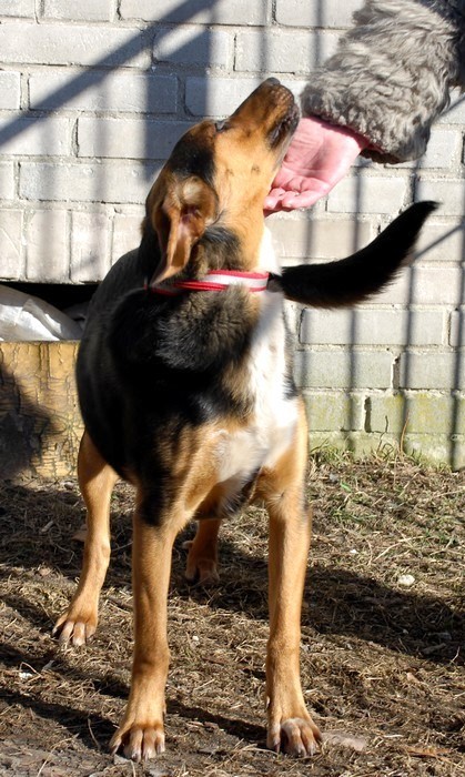 Canis 1.jpg