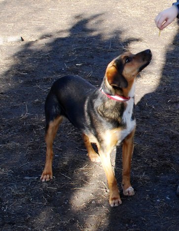 Canis 2.jpg