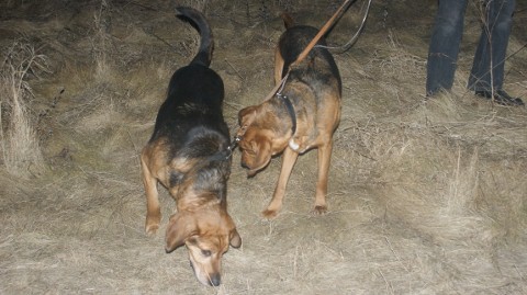 Karo i Eli