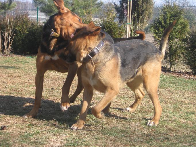 zjem Ci to ogarze ucho!