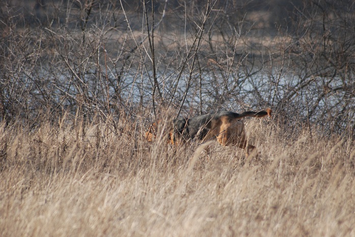 DSC_0193.JPG