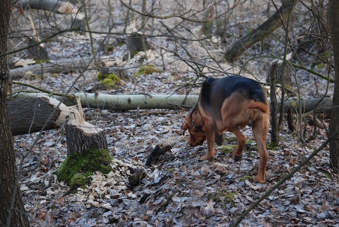 DSC_0202.JPG