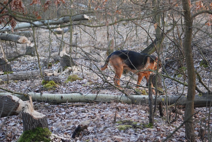 DSC_0204.JPG