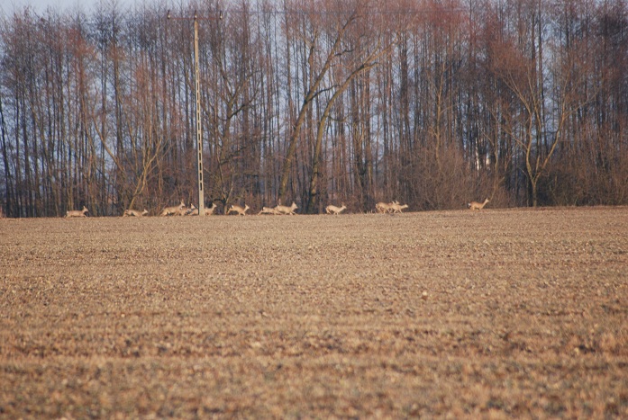 Sarenki też były.