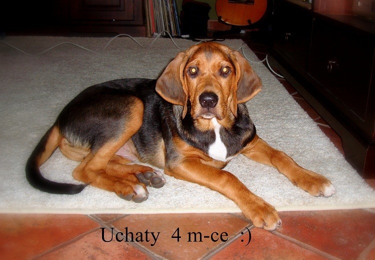 Uchaty 4 miesiace
