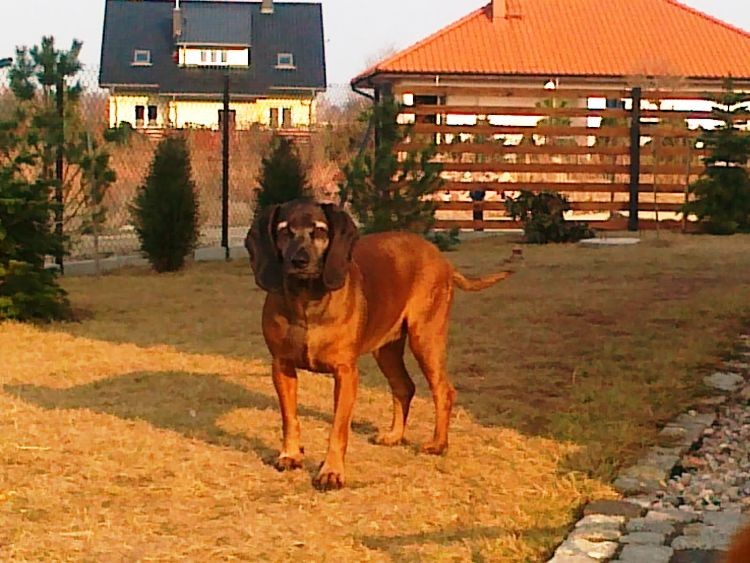 Lunka
