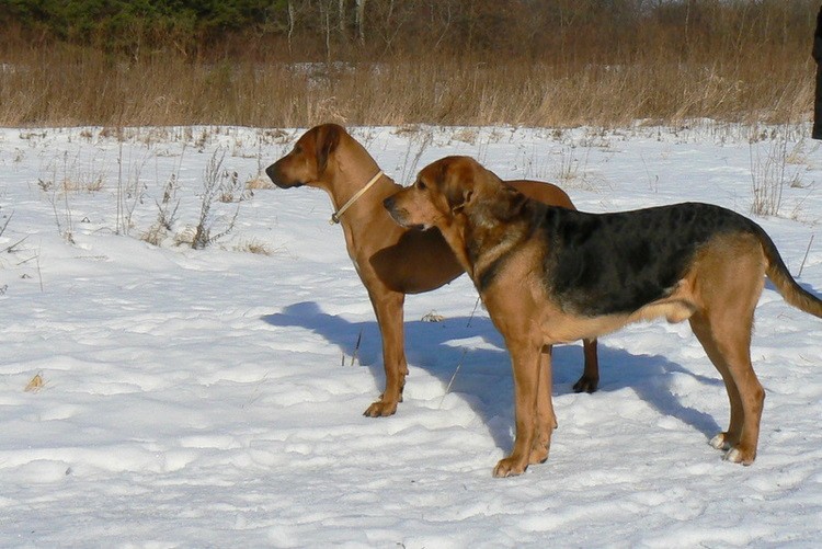 Wypatrywanie powrotu zadymiary Coco
