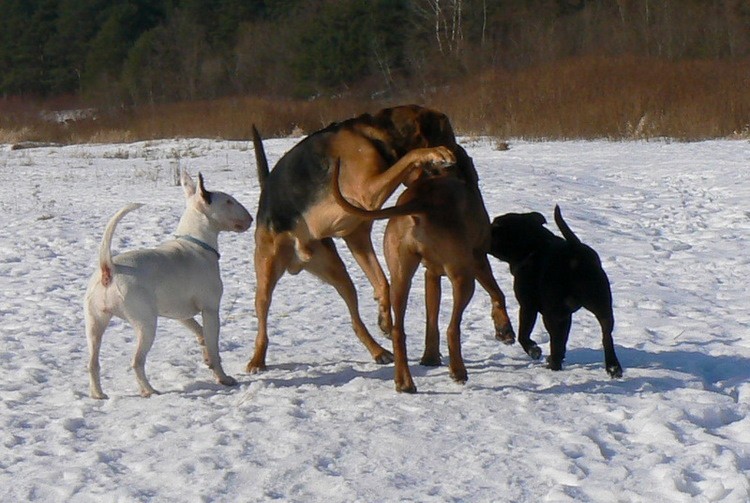 Admiracja Lokisa nie jest bezinteresowna :wstydek: