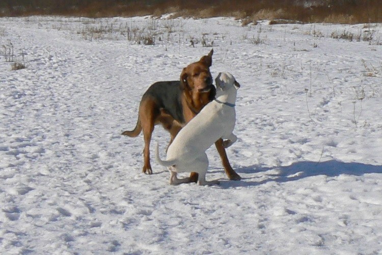wrrrr…  :zly1: