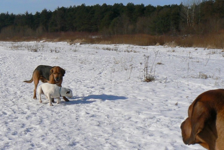 Boni: [i]Ech… Znowu muszę rozdzielić towarzystwo…[/i] :mysl_1: