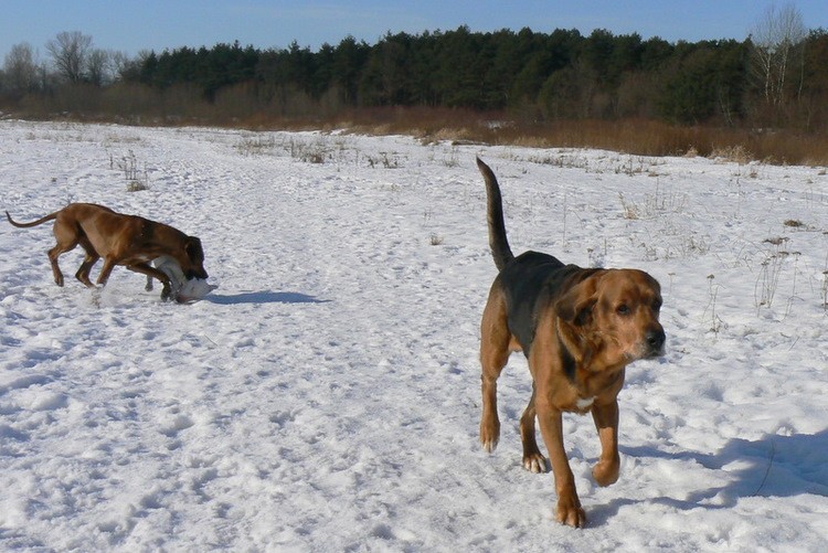 Boni: [i]Coco wystarczy! Przestań zaczepiać Lokisa! [/i] :nunu: <br />Lokis: [i]ufff… Normalnie Wańka-Wstańka z tej małej![/i] :zly1: