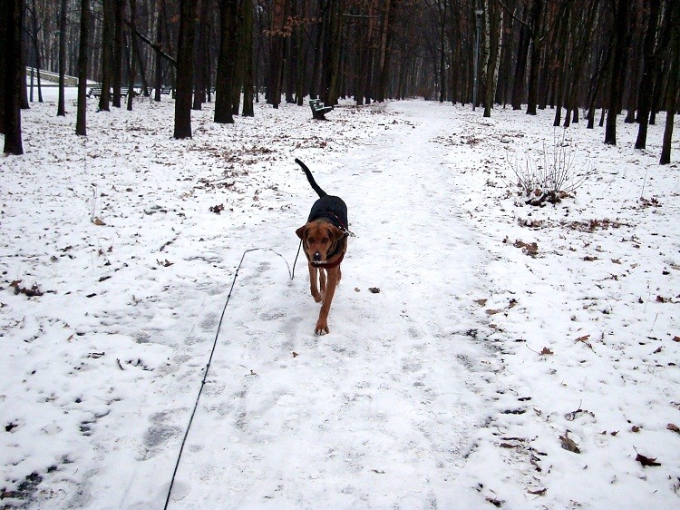 dsc08203k.jpg
