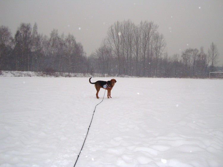 dsc08694resize.jpg