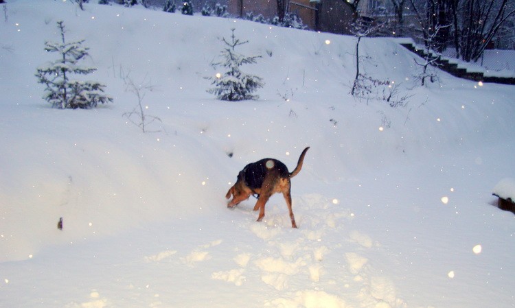 dsc08730resize.jpg