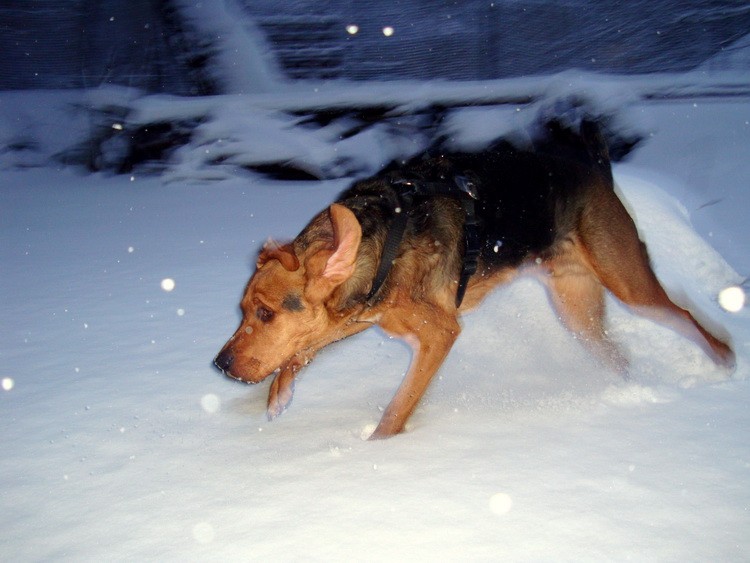 dsc08735resize.jpg
