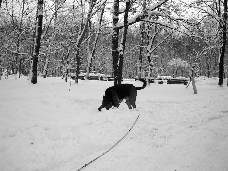 dsc09032resize.jpg