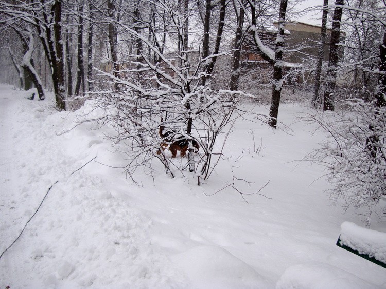 dsc09035resize.jpg