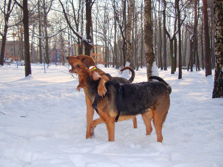 dsc09087resize.jpg