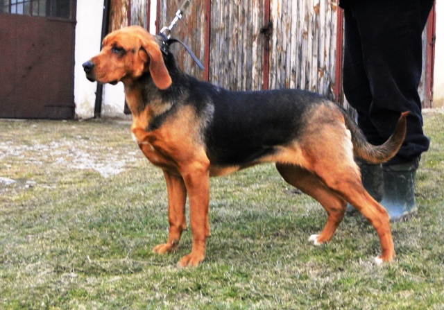 Iskra córka Smyka marzec 2012 2.JPG