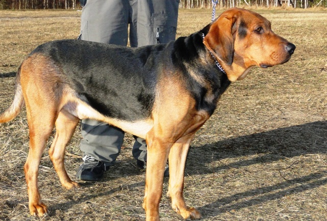 Smyk marzec 2012.JPG