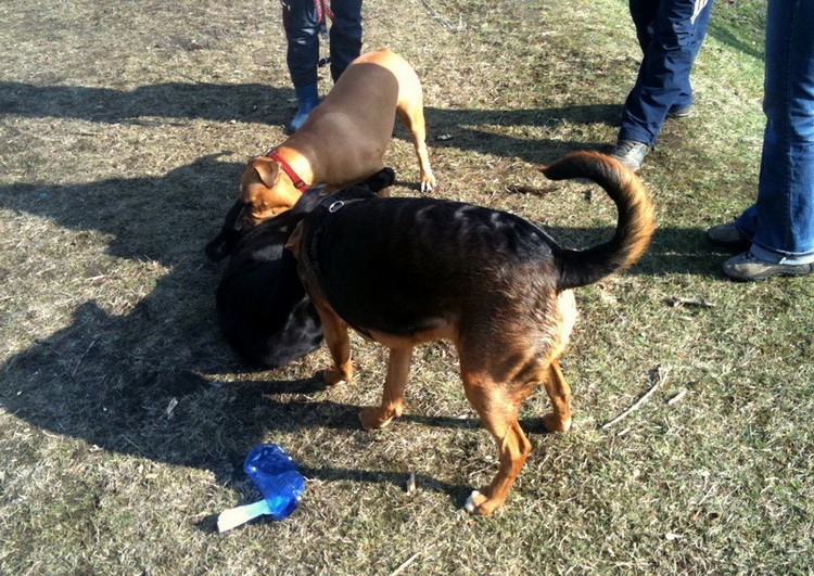 img0161resizep_zmień nazwę.jpg