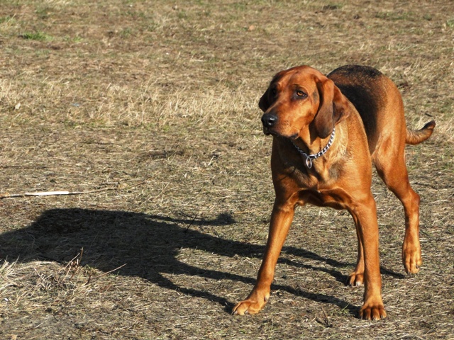 Ikra marzec 2012 2.JPG