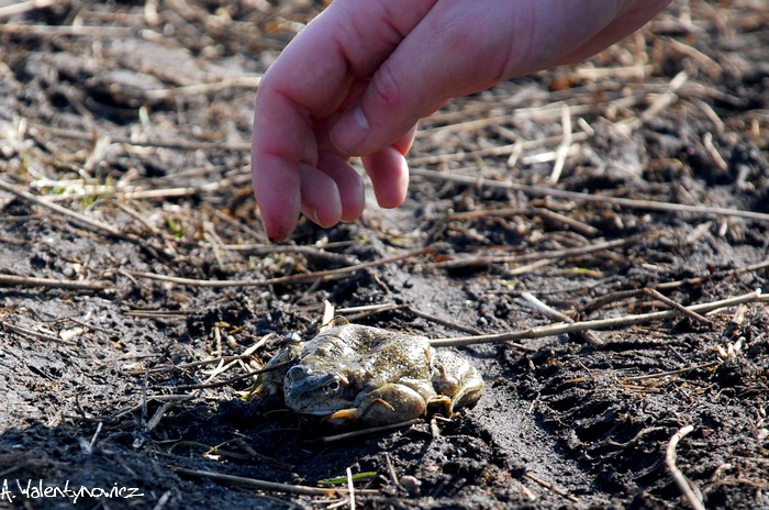 Po drodze został znaleziony taki płaski książę...myślałam, że rozjechany .