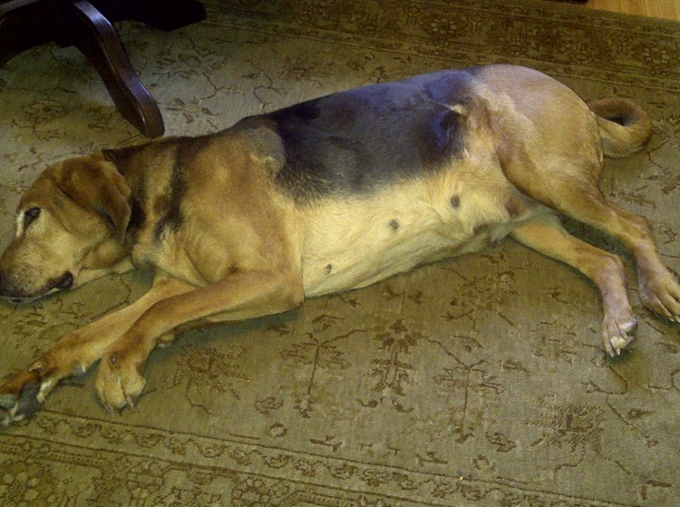 Niemcza-20120324-00106.jpg