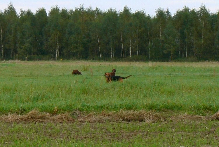 Jeszcze jedna gonitwa pod lasek…