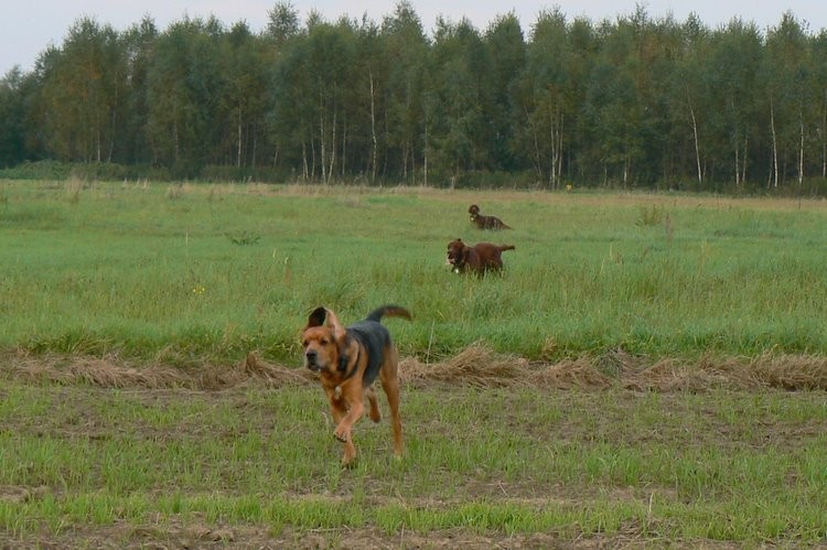 …i powrót do swoich pań…