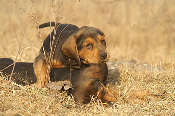 PICT0097b.jpg