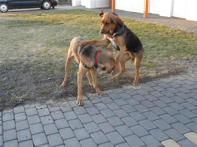 Bardzo ekscytująca zabawa z Nawojką