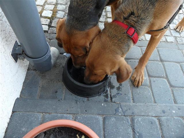 Bruno i Nawojka.JPG