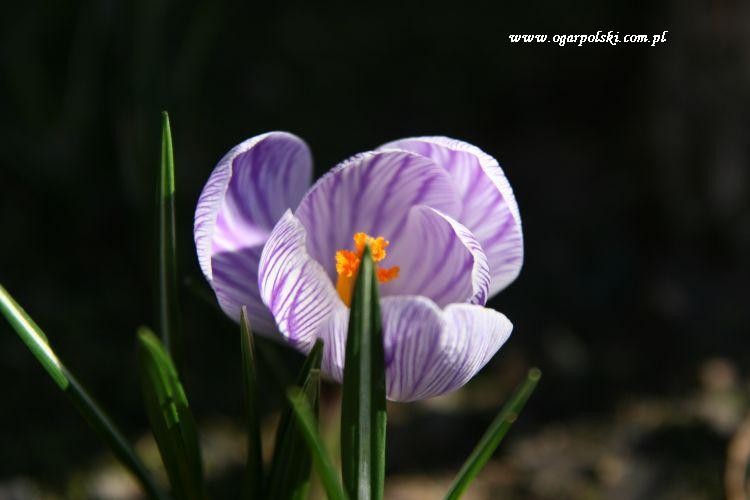wiosna 2012 069.jpg
