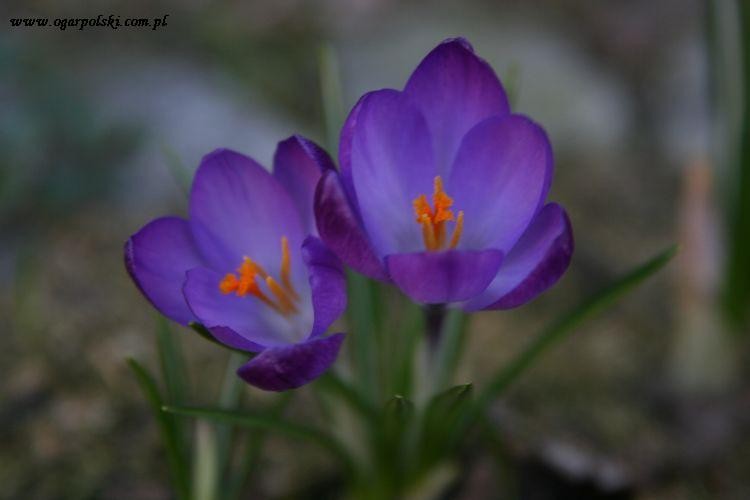 wiosna 2012 070.jpg