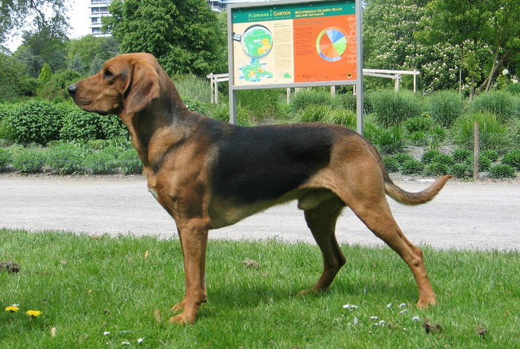Zwycięzca Europy VDH `2011 KORNET Goniwiatr