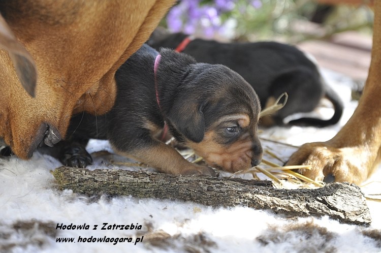 RÓŻOWA PANI - a mi się ten nowy zapach bardzo podoba :)