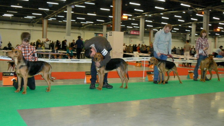 ZBYSZKO, WICHER, HEJNAŁ, NUGAT