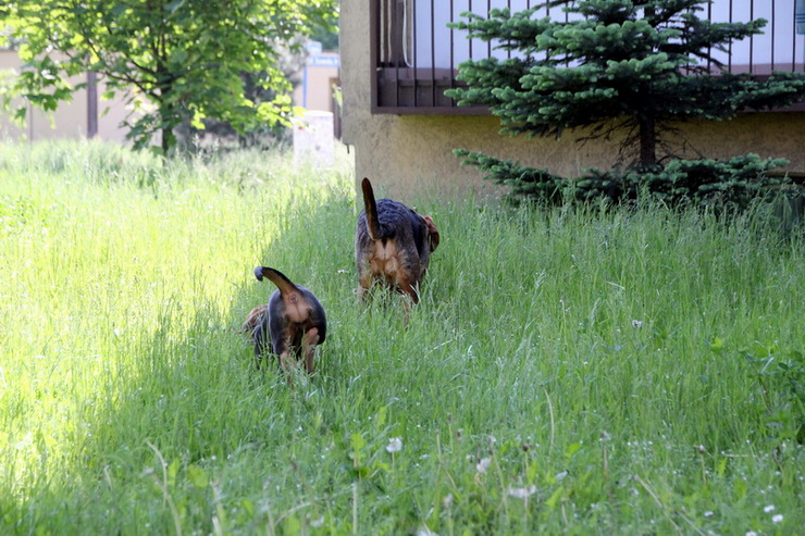 Co dwa ogary to nie jeden