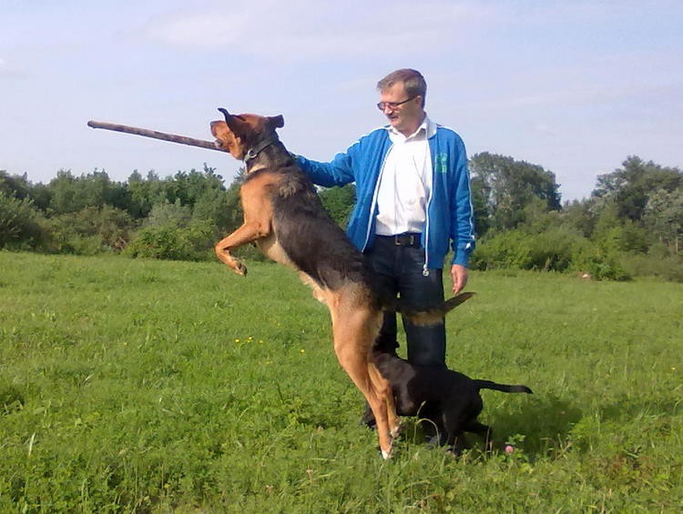 Sprawił, że i Lokis poskakał do kija