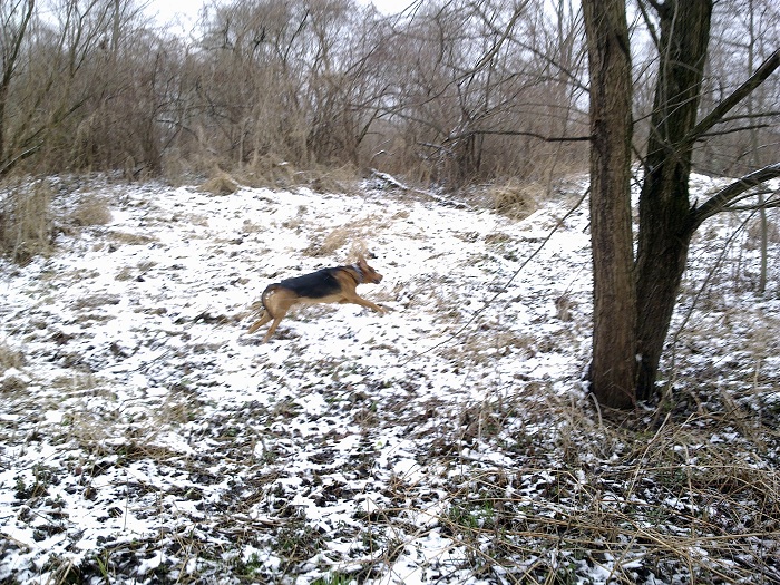 Jak ta łania!
