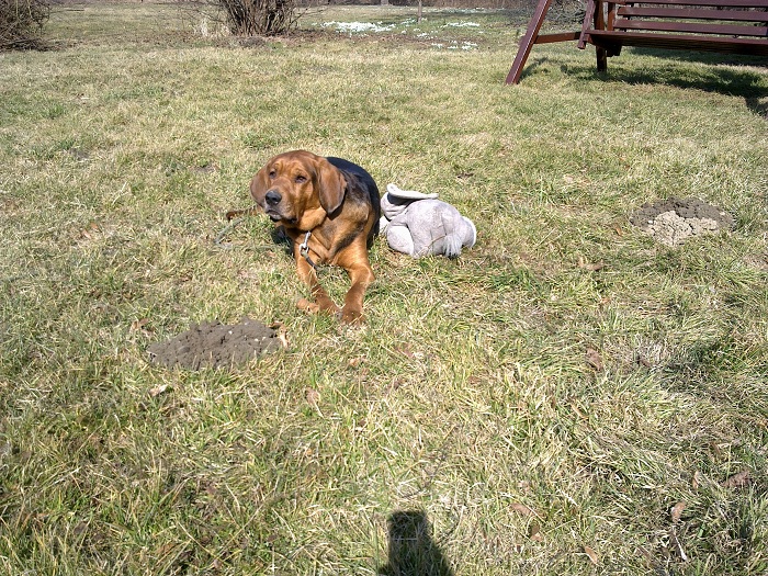 I pomyśleć, że kilka dni temu było tak ciepło! Wygrzewali się pies i jego słonik.