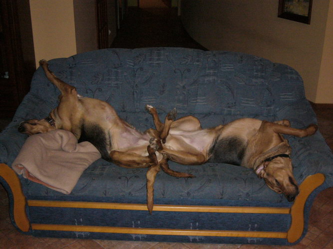 Błoga i Dunia śpią 2007.jpg