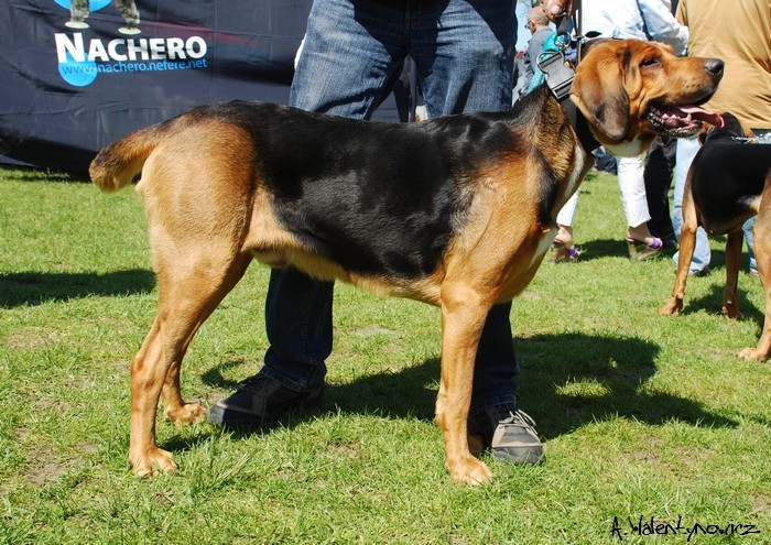 Figiel
