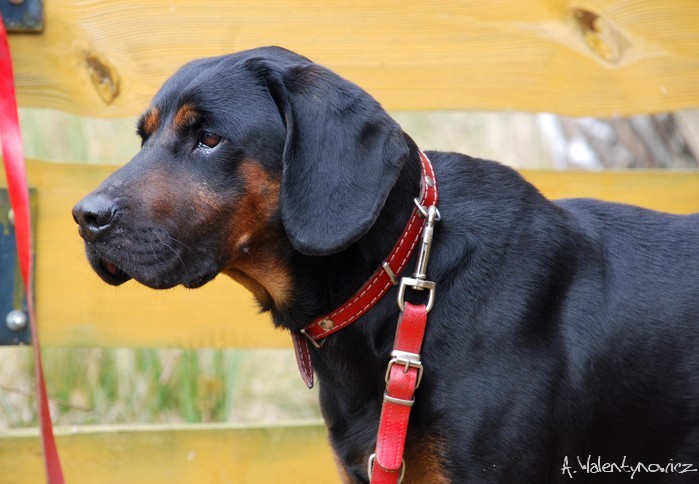 Ares